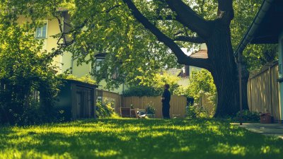 Überwachsende Äste und Wurzeln: Was Eigentümer tun dürfen